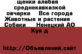 щенки алабая ( среднекавказкой овчарки) - Все города Животные и растения » Собаки   . Ненецкий АО,Куя д.